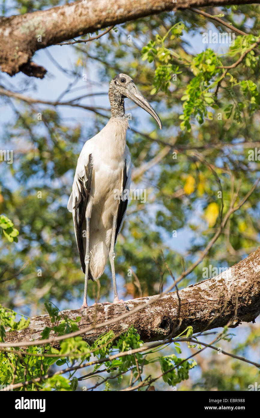 American wood ibis (Mycteria americana), sitting on a tree, Costa Rica, Pazifikkueste Stock Photo