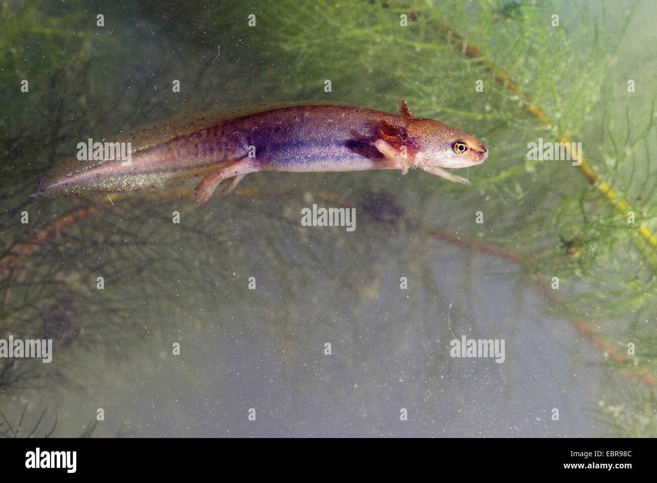 Palmate newt (Triturus helveticus, Lissotriton helveticus), tadpole with outer gills, Germany Stock Photo