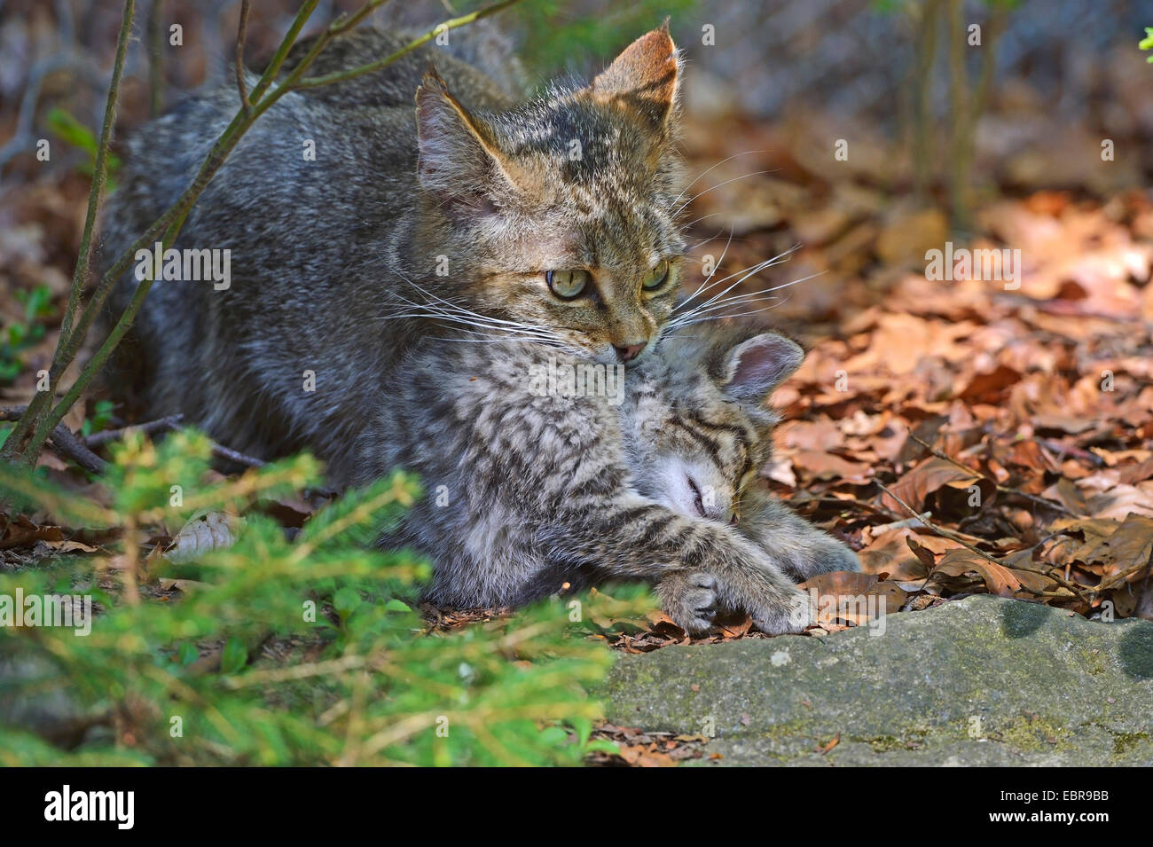 wild cat (Felis silvestris), mother carries kitten, Germany, Bavaria