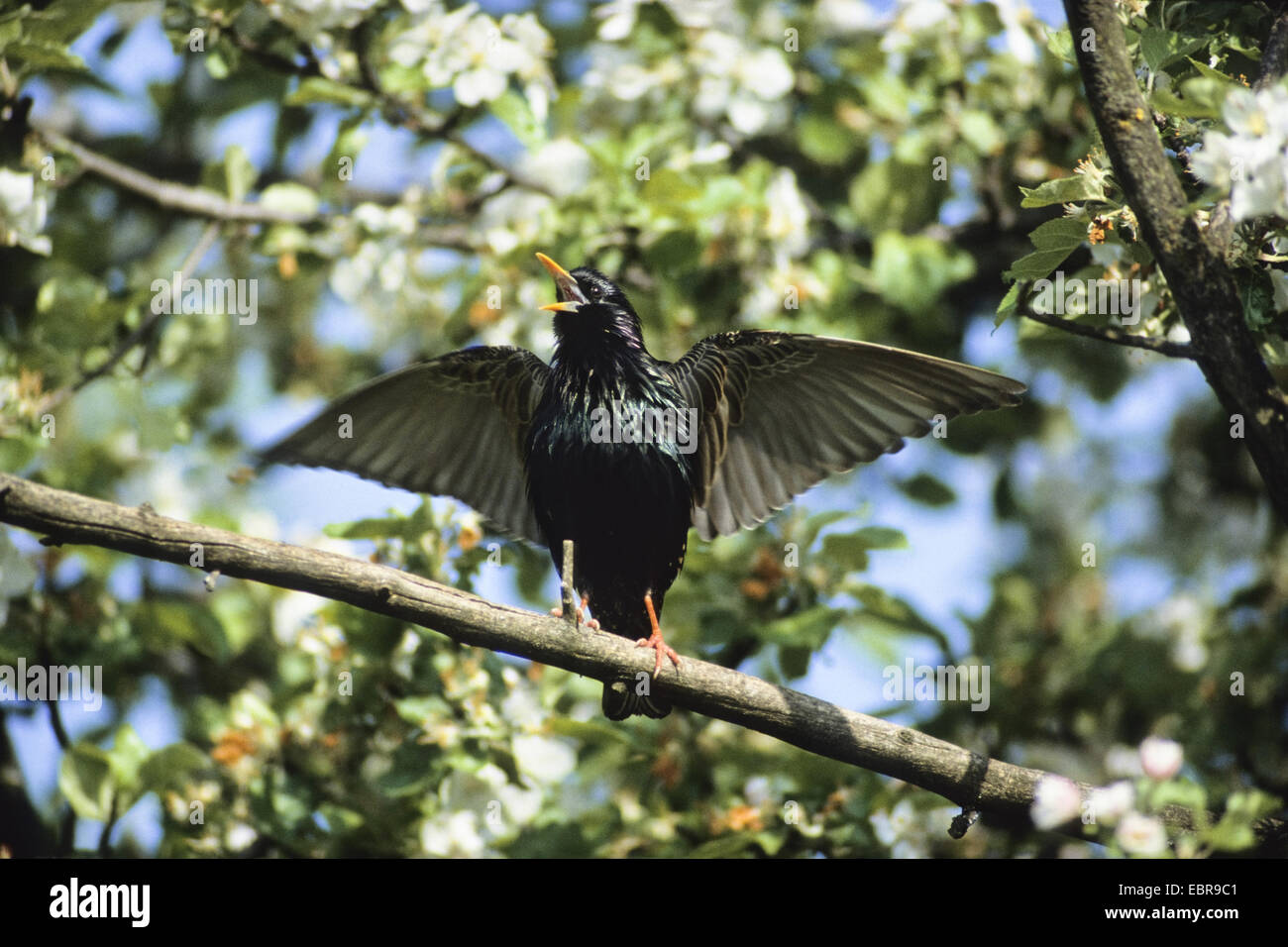 common starling (Sturnus vulgaris), Starling singing in apple tree, Germany Stock Photo