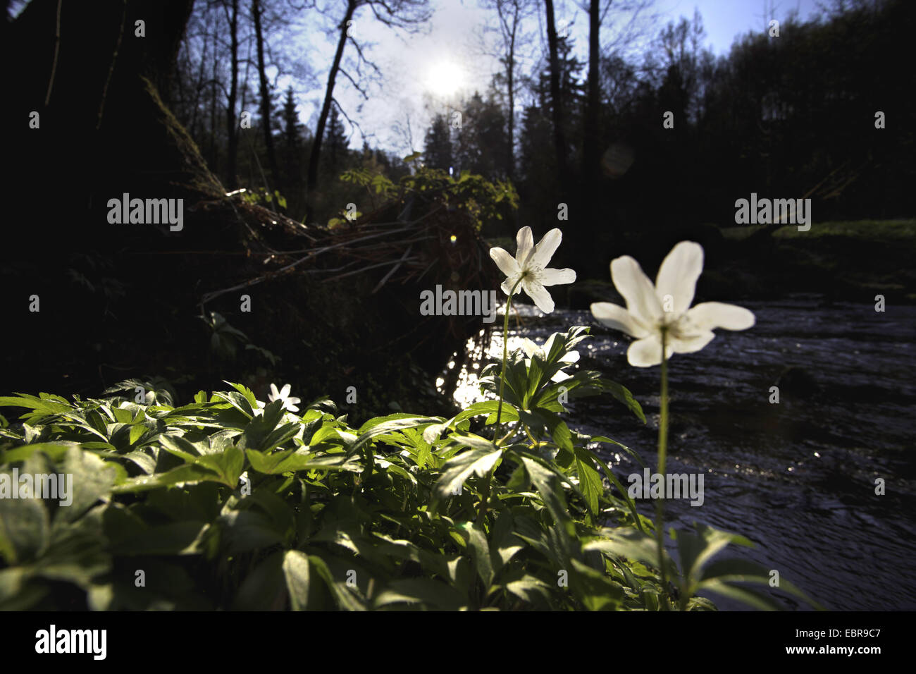 wood anemone (Anemone nemorosa), at a riverside in front of the rising sun, Germany, Saxony, Vogtland Stock Photo