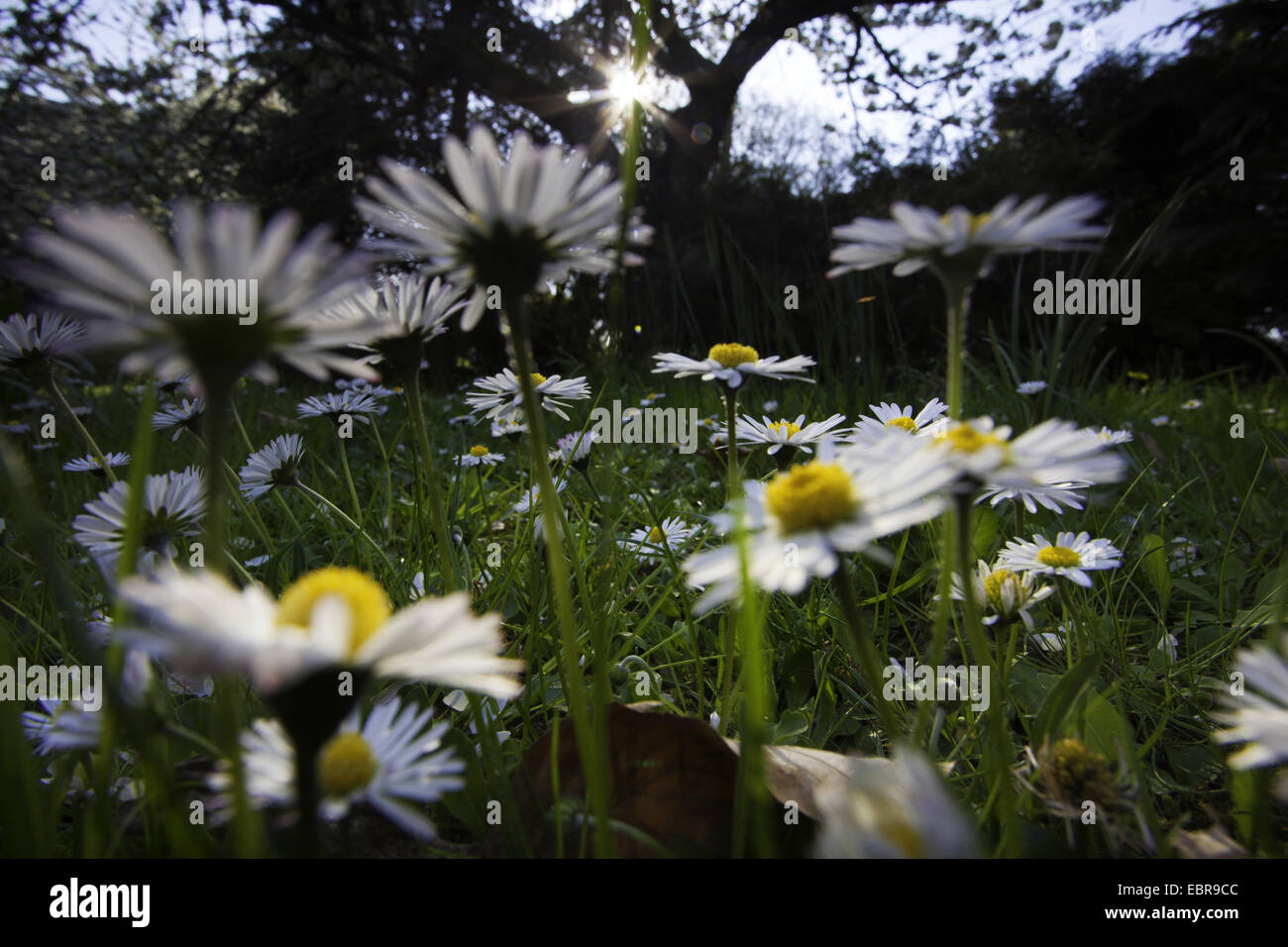 common daisy, lawn daisy, English daisy (Bellis perennis), view through the flowers in a meadow into the light of the rising sun Stock Photo