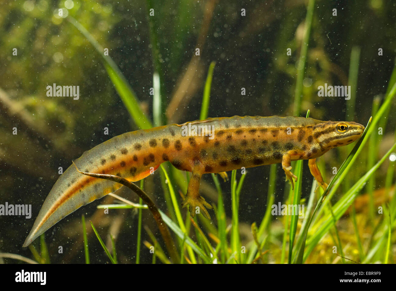 smooth newt (Triturus vulgaris, Lissotriton vulgaris ), male with nuptial colouration, Germany Stock Photo