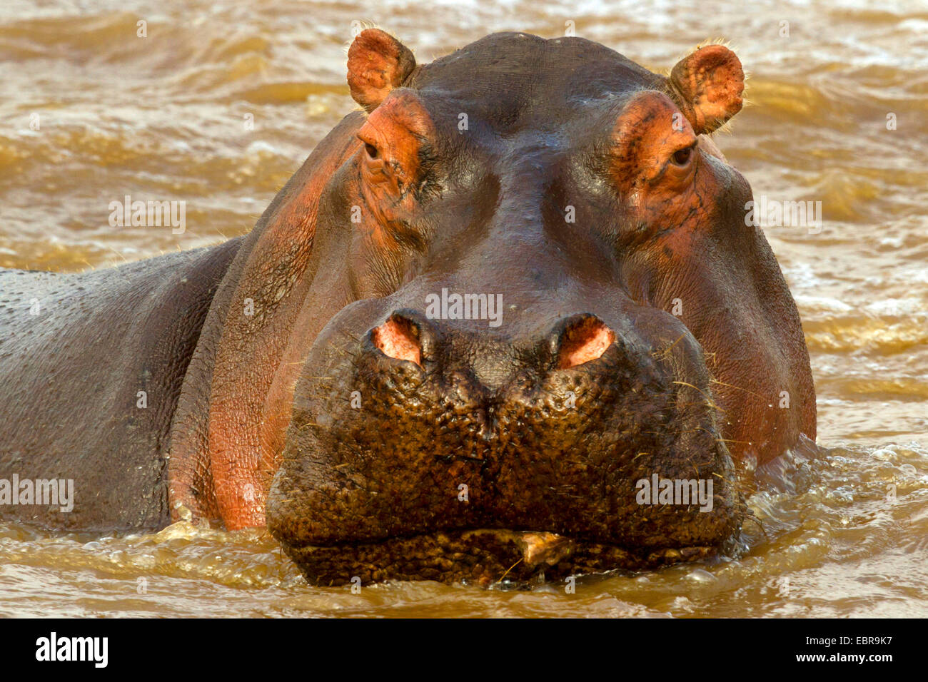 hippopotamus, hippo, Common hippopotamus (Hippopotamus amphibius), portrait in the water, Kenya, Masai Mara National Park Stock Photo