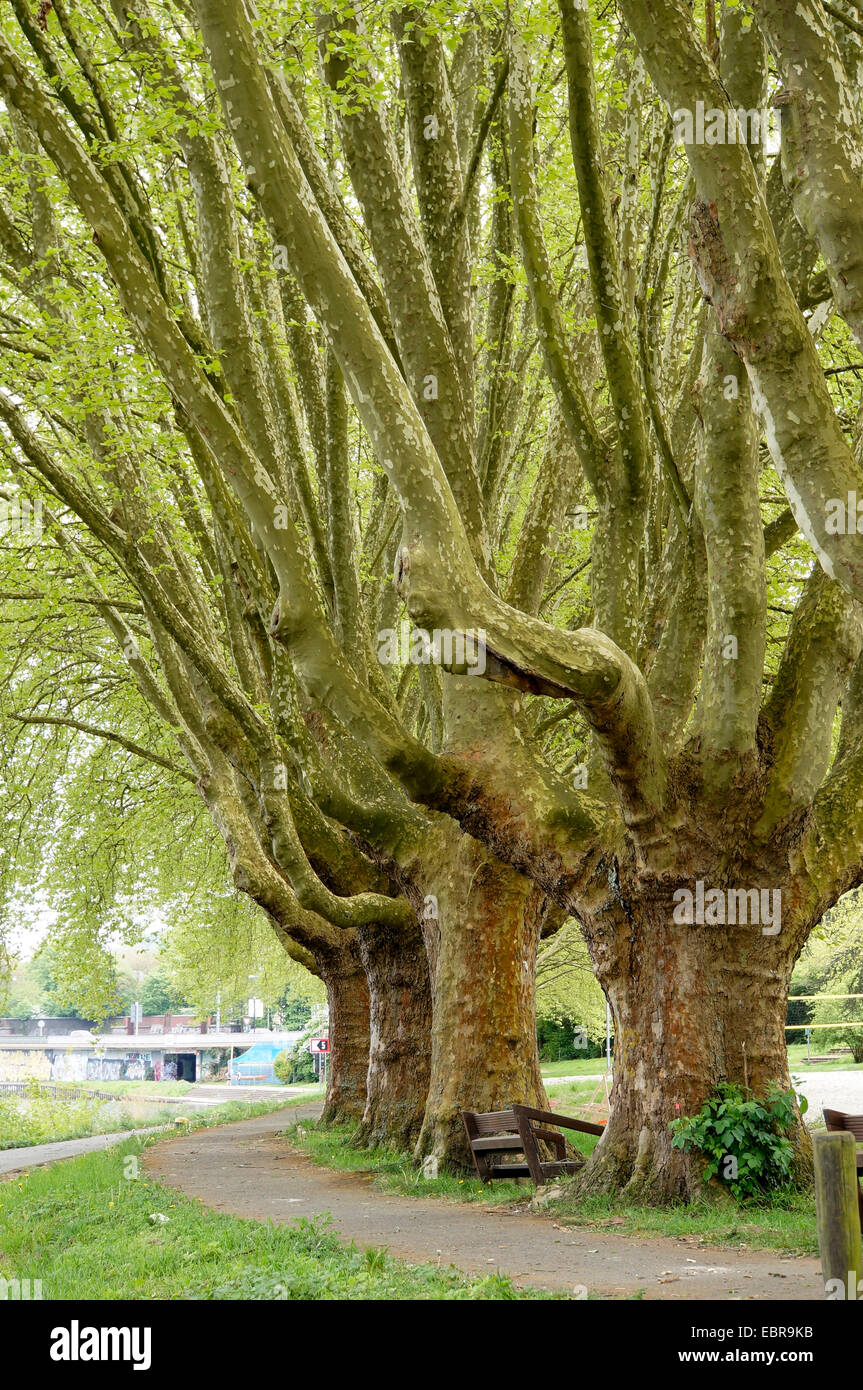 European plane, mapleleaved plane, London plane, London