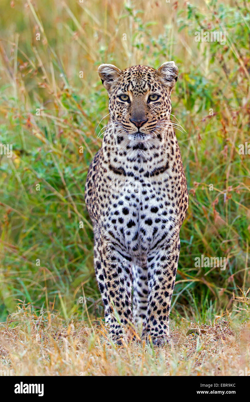 leopard (Panthera pardus), in a meadow, front view, Kenya, Masai Mara National Park Stock Photo