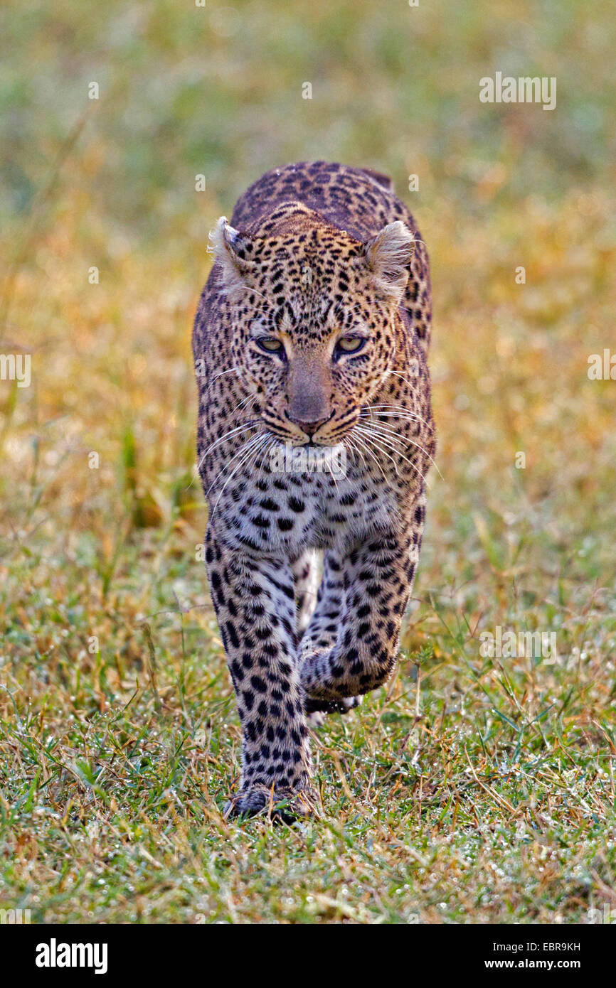 leopard (Panthera pardus), walking in a meadow, front view, Kenya, Masai Mara National Park Stock Photo