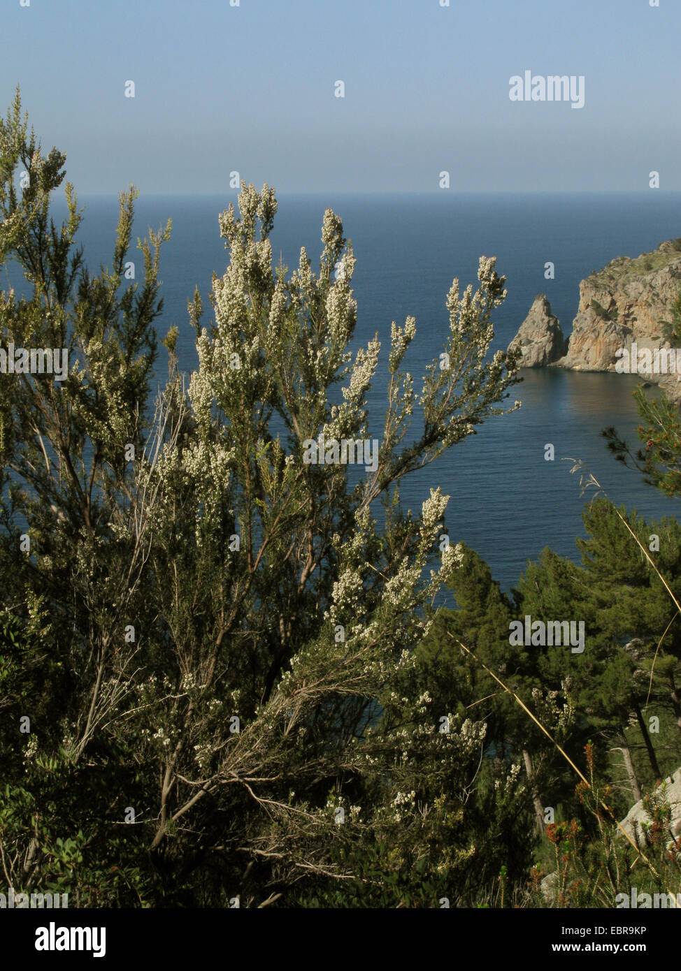 tree heath (Erica arborea), blooming at the coast of Cala Tuent, Spain, Balearen, Majorca Stock Photo
