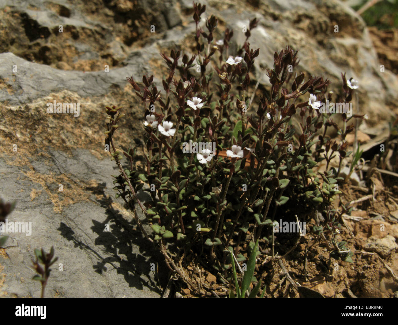 Corsican Savory (Micromeria filiformis), blooming, Spain, Balearen, Majorca Stock Photo