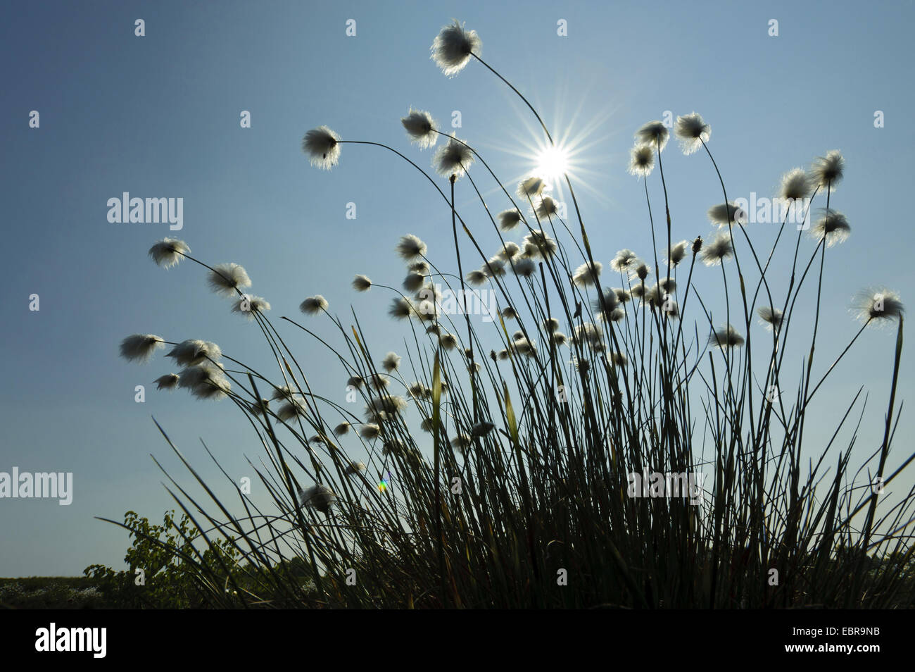 Cotton grass photos hi-res stock photography and images - Alamy