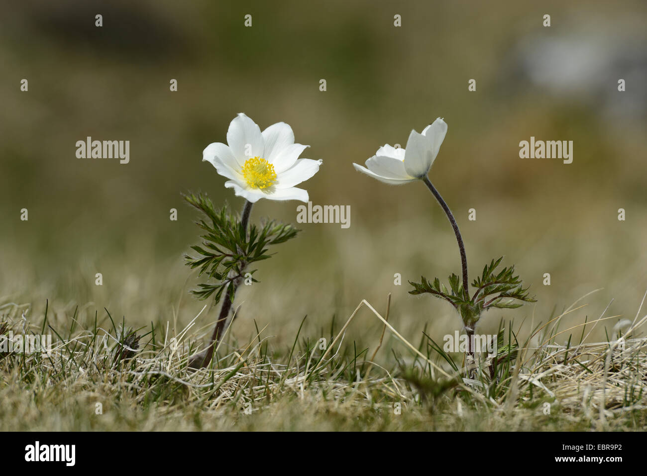 alpine anemone (Pulsatilla alpina), blooming on a mountain meadow, Austria, Styria Stock Photo