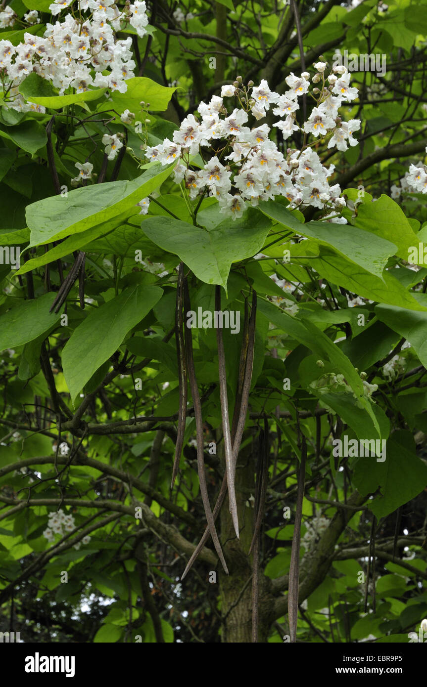 Indian bean tree (Catalpa bignonioides), blooming and fruiting Stock Photo