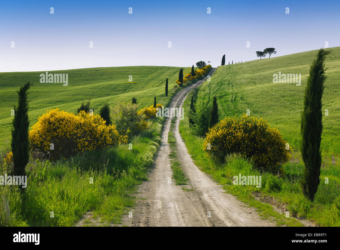 Dirt Road with Cypress Trees in Spring, San Quirico d' Orcia, Val d' Orcia, Italy, Tuscany Stock Photo