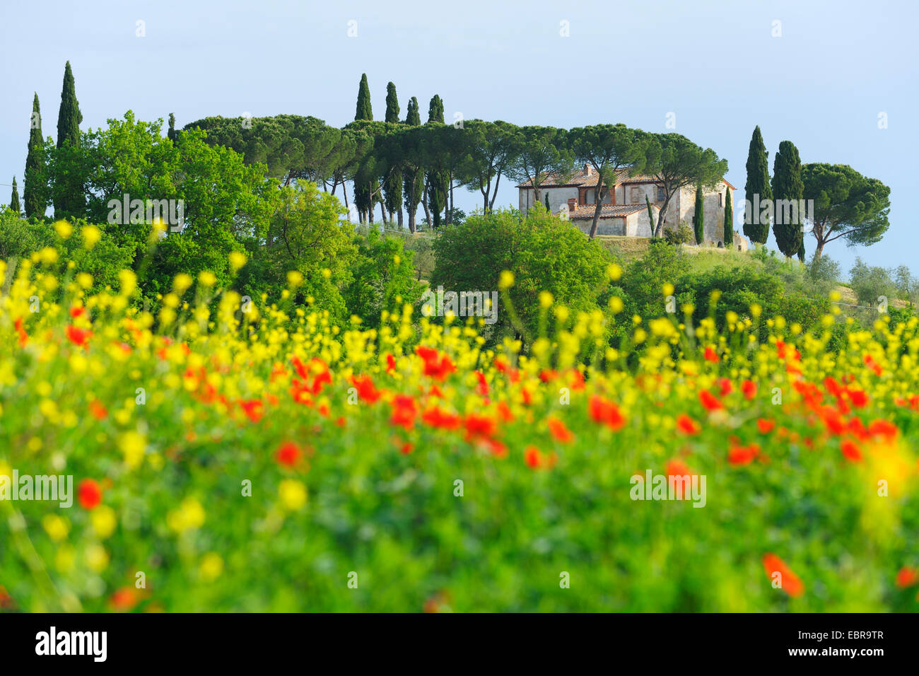 Tuscany Countryside in Spring, Val d' Orcia, Castiglione d' Orcia, Italy, Tuscany Stock Photo