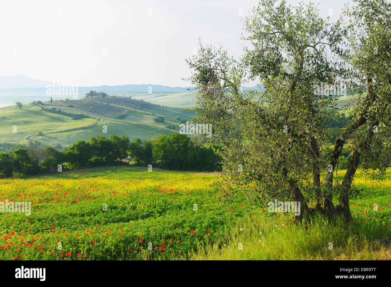 Tuscany Countryside with Olive Tree in Spring, Val d' Orcia, Castiglione d' Orcia, Italy, Tuscany Stock Photo
