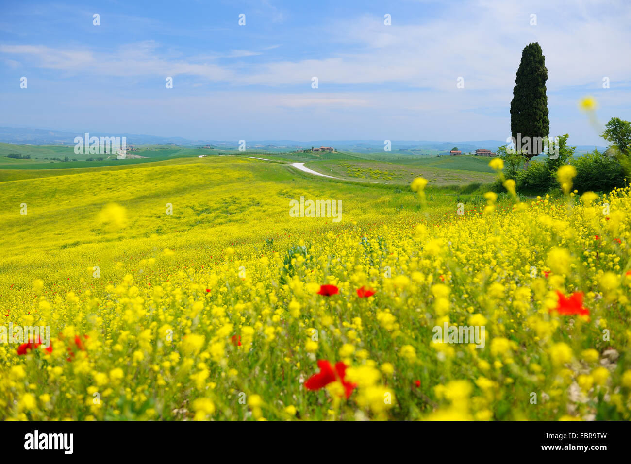 Tuscany Countryside in spring, Italy, Tuscany, Grete Senesi, Siena Stock Photo