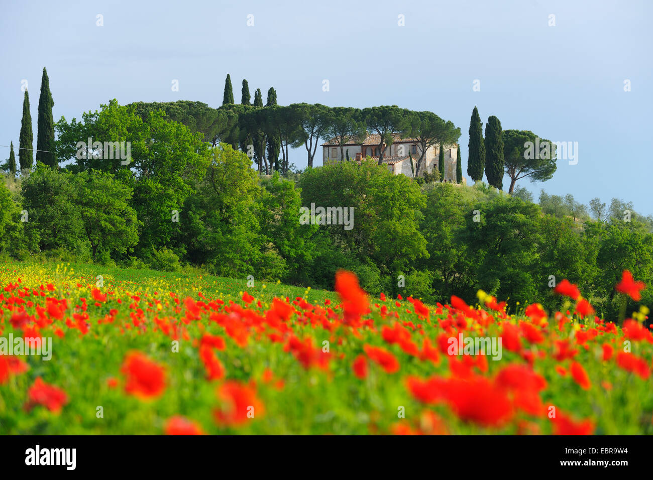 Tuscany Countryside in Spring, Val d' Orcia, Castiglione d' Orcia, Italy, Tuscany Stock Photo