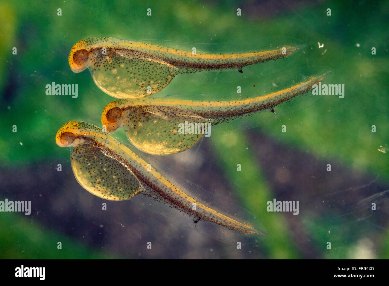pike, northern pike (Esox lucius), larvae with large yolksac, Germany Stock Photo