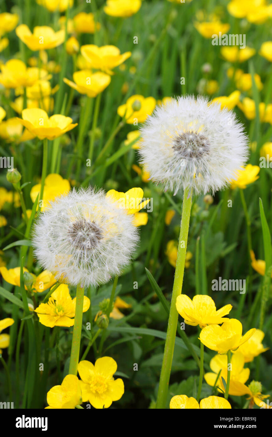 common dandelion (Taraxacum officinale), dandelion meadow with buttercups, Germany Stock Photo