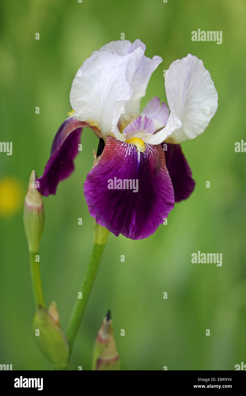 Garden iris, German iris, Bearded iris, Fleur-de-lis (Iris germanica), flower Stock Photo