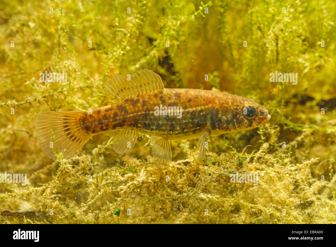 European mudminnow (Umbra krameri), swims in front of water plants Stock Photo