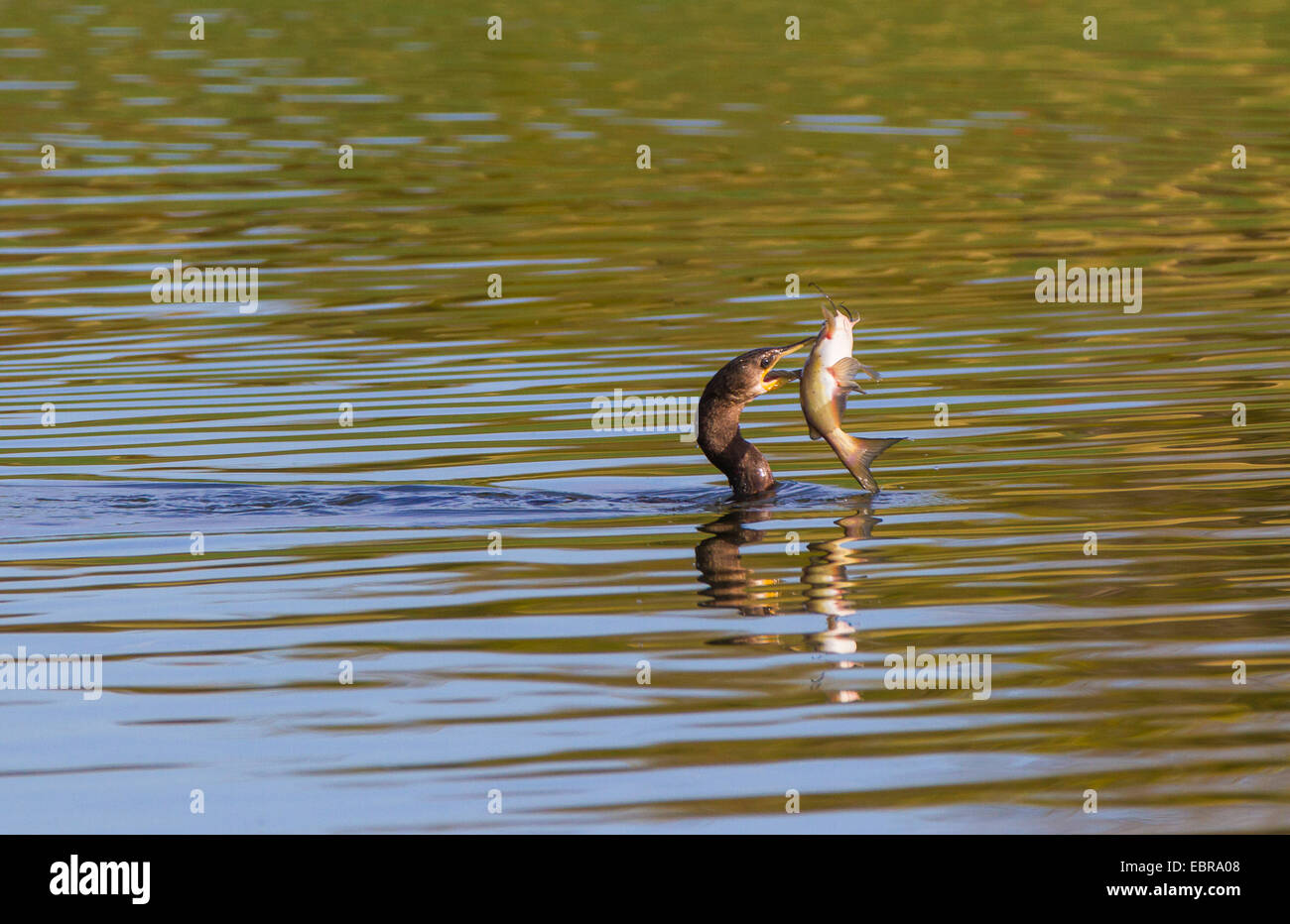 double-crested cormorant (Phalacrocorax auritus), preying a catfish, USA, Arizona Stock Photo