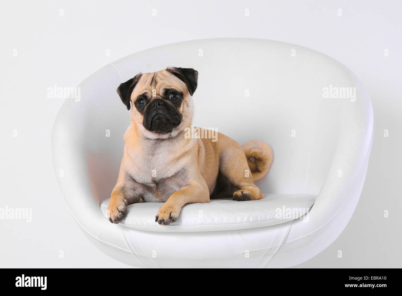 Pug (Canis lupus f. familiaris), lying on a white leather armchair Stock Photo