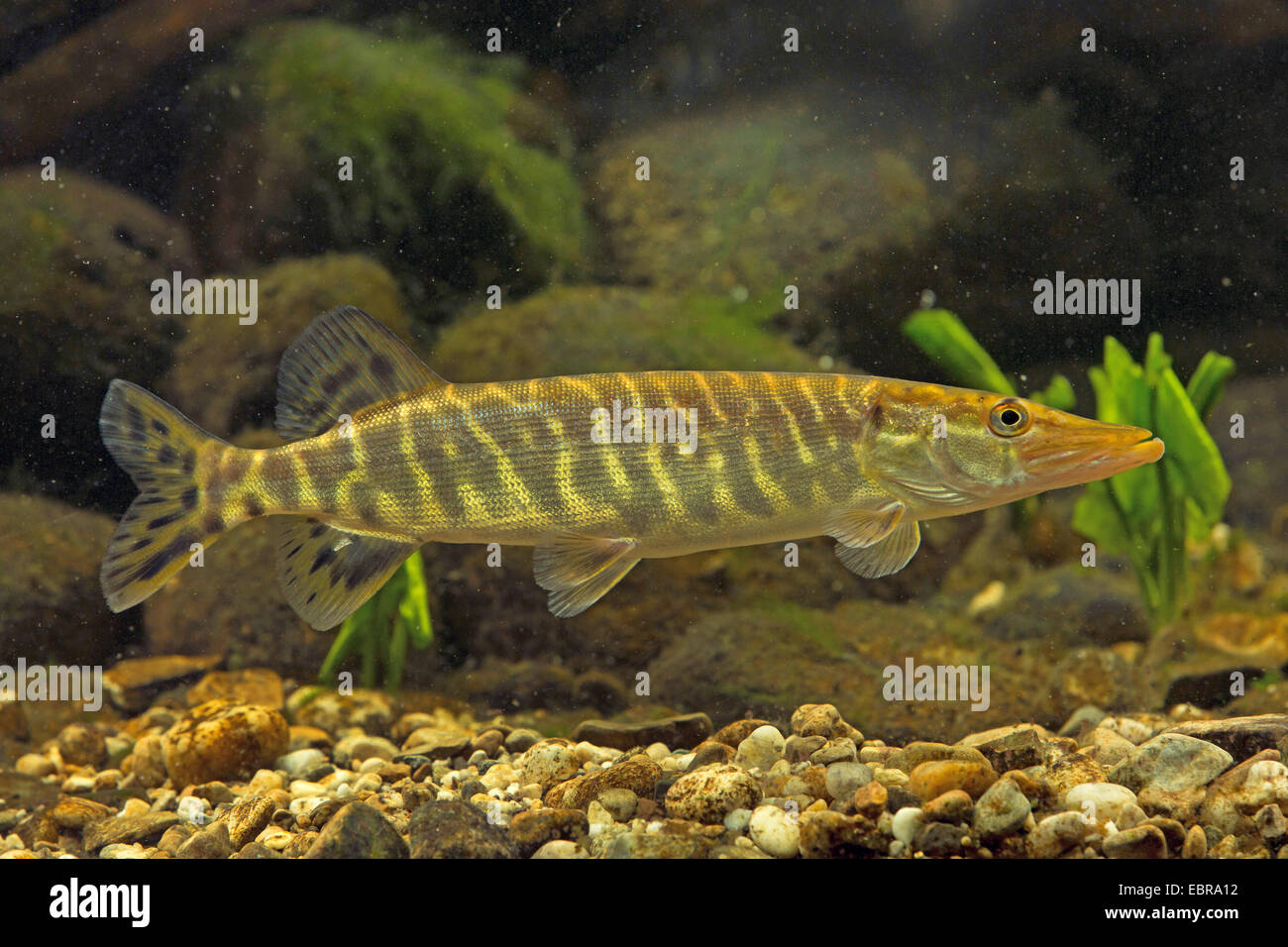 pike, northern pike (Esox lucius), swimming, Germany Stock Photo