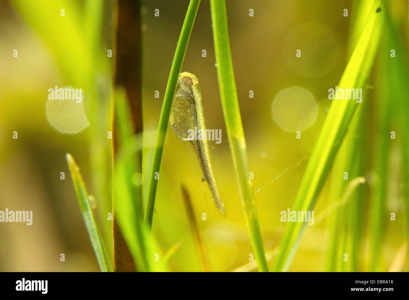 pike, northern pike (Esox lucius), larva at a blade of grass, Germany Stock Photo