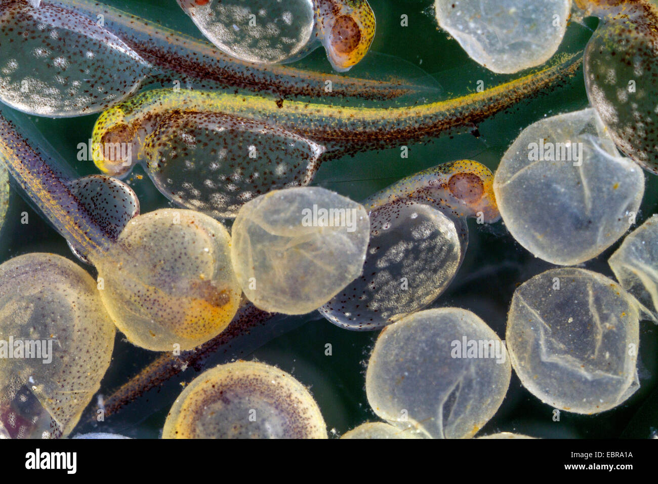 pike, northern pike (Esox lucius), hatched larvae and eggshells, Germany Stock Photo