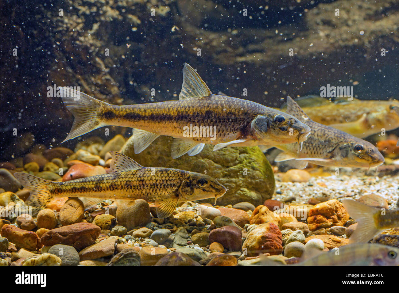 gudgeon (Gobio gobio), male with nuptial colouration, Germany Stock Photo