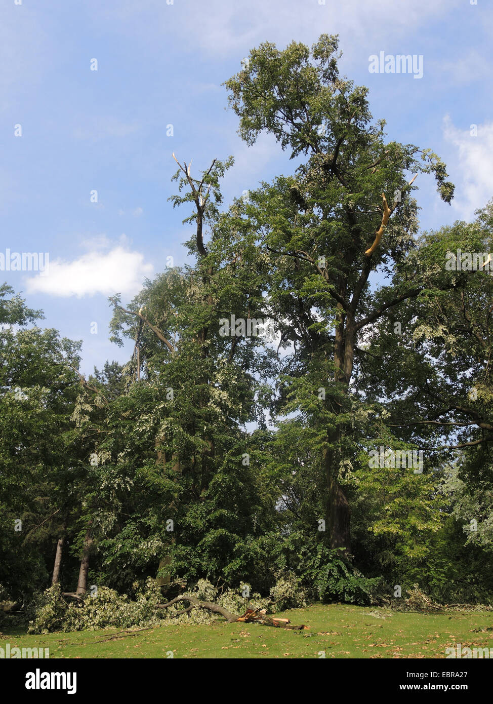 silver linden (Tilia tomentosa), ravaged city park of Bochum by fallen trees and broken branches, storm front Ela at 2014-06-09, Germany, North Rhine-Westphalia, Ruhr Area, Bochum Stock Photo
