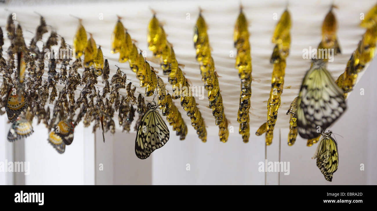 White Tree Nymph, Paper Kite, Rice Paper butterfly (Idea leuconoe), in a butterfly farm, with pupas in the background Stock Photo