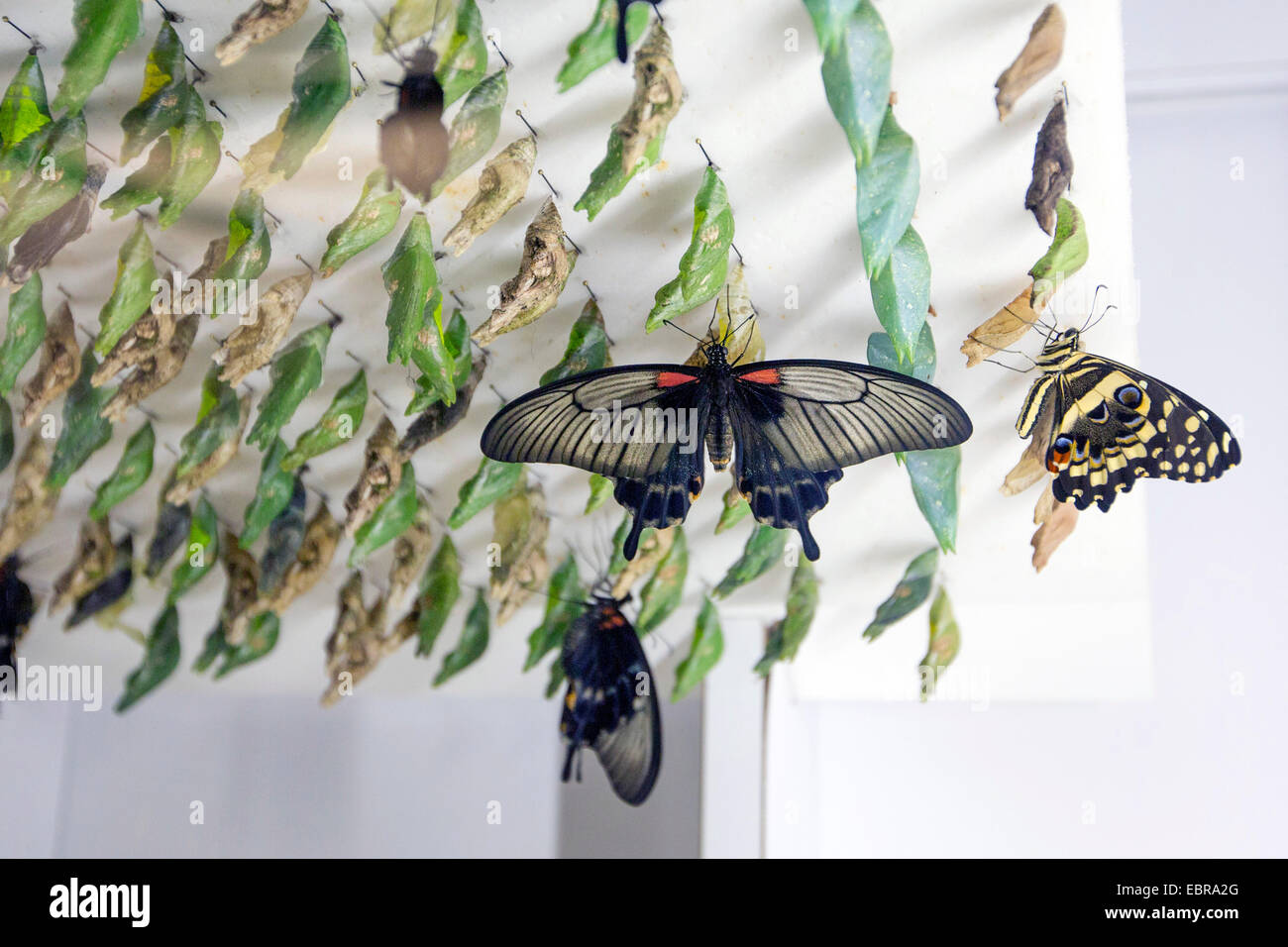 Great Mormon (Papilio memnon), in a butterfly farm, with pupas in the background Stock Photo