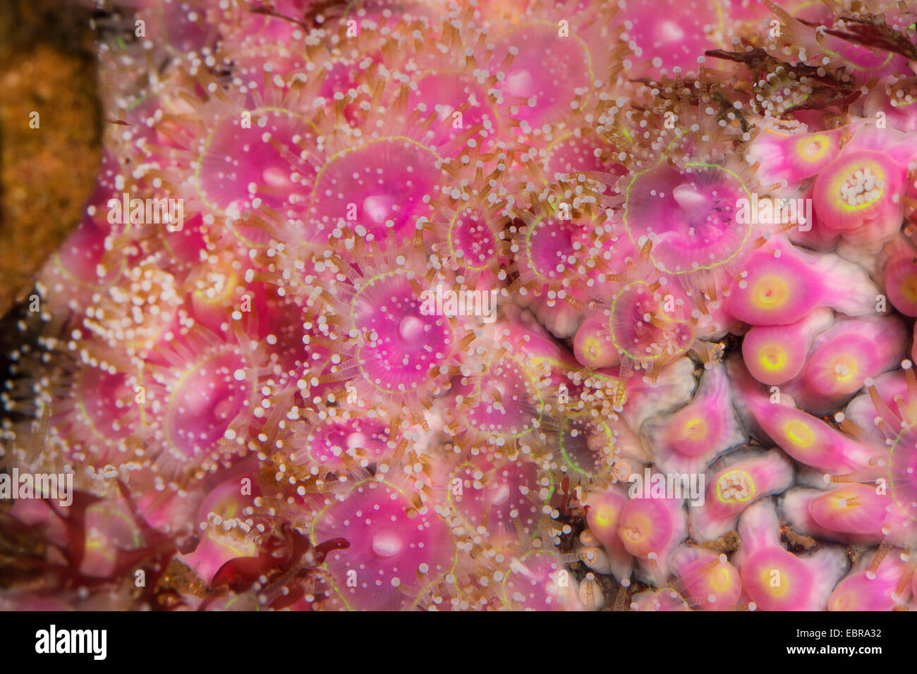 Green jewel anemone (Corynactis viridis), colonie Stock Photo