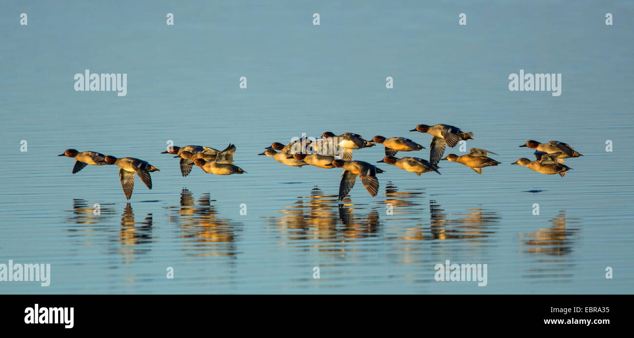 green-winged teal (Anas crecca), several drakes fly near the watersurface, with mirror image, Germany, Bavaria, Lake Chiemsee Stock Photo