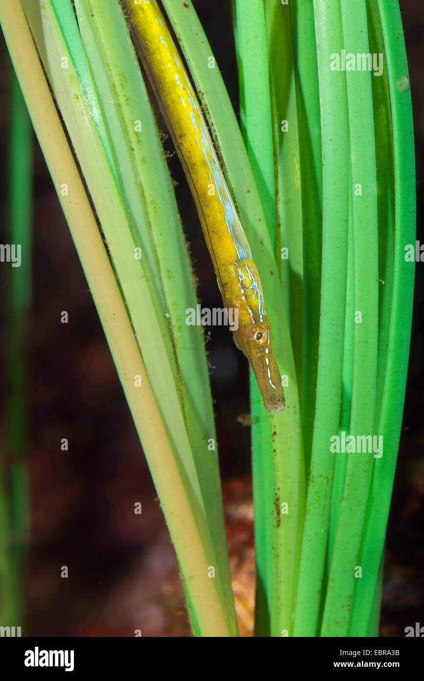 straight-nosed pipefish (Nerophis ophidion), head first between seagrass Stock Photo