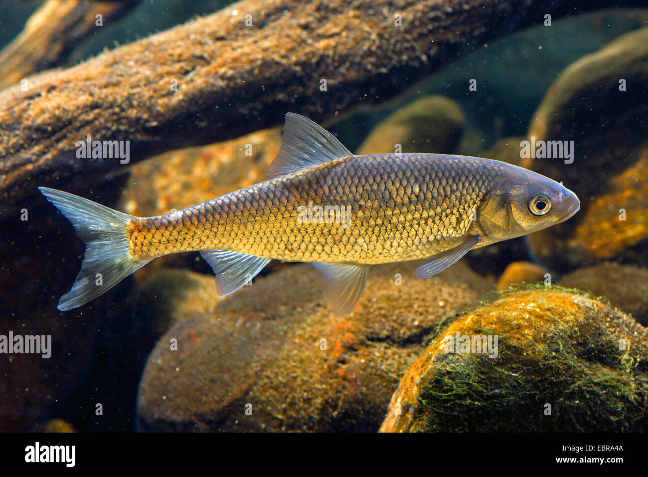 Dace (Leuciscus leuciscus), swimming Stock Photo