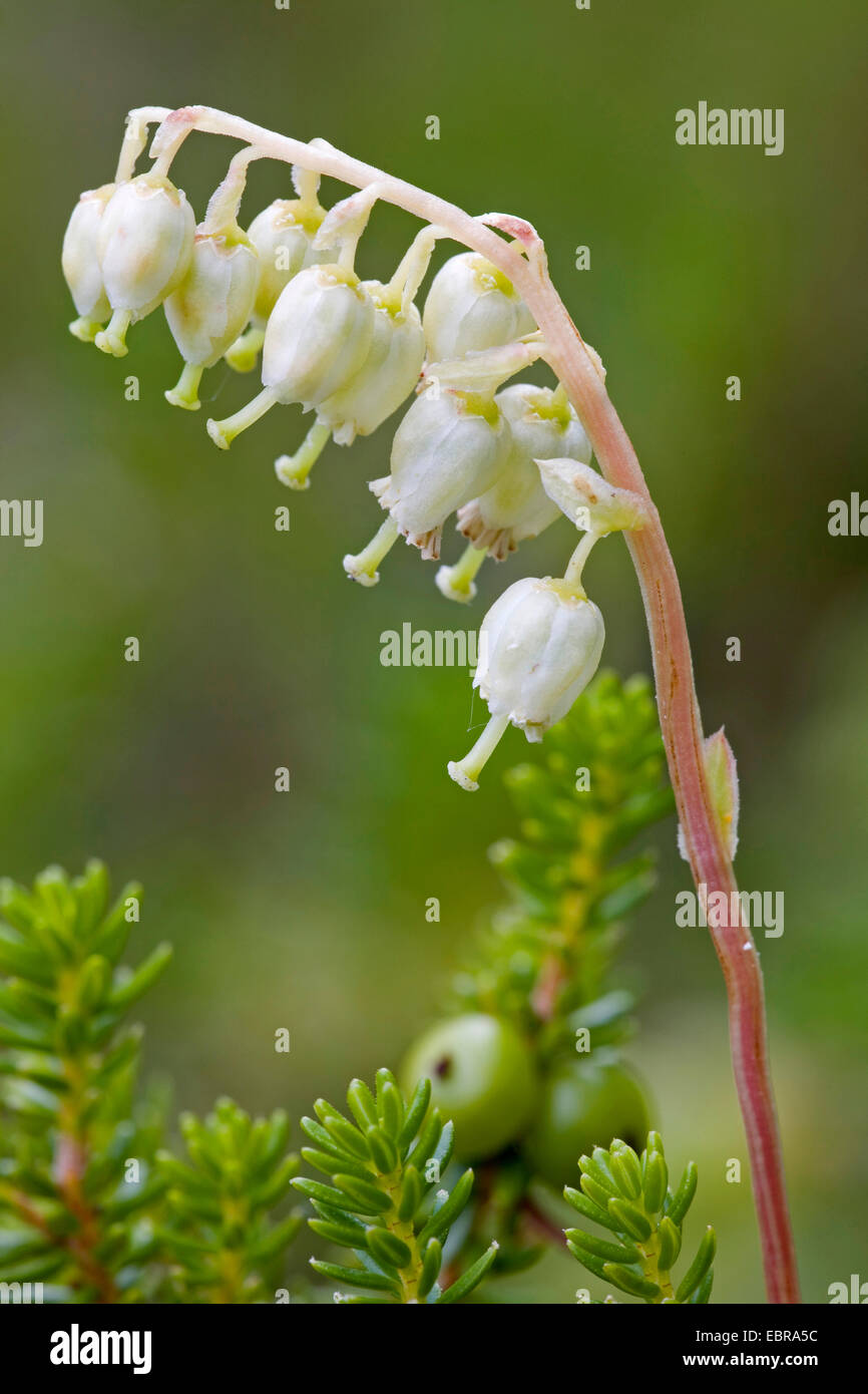 one-sided wintergreen, serrated wintergreen, sidebells (Orthilia secunda, Pyrola secunda), inflorescence, Canada, Kluane National Park Stock Photo