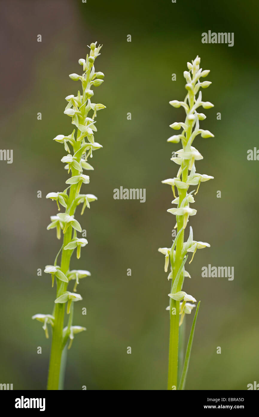 Northern Green Orchid, Green-flowered Bog Orchid (Platanthera hyperborea), blloming, USA, Alaska, Tongass National Forest Stock Photo