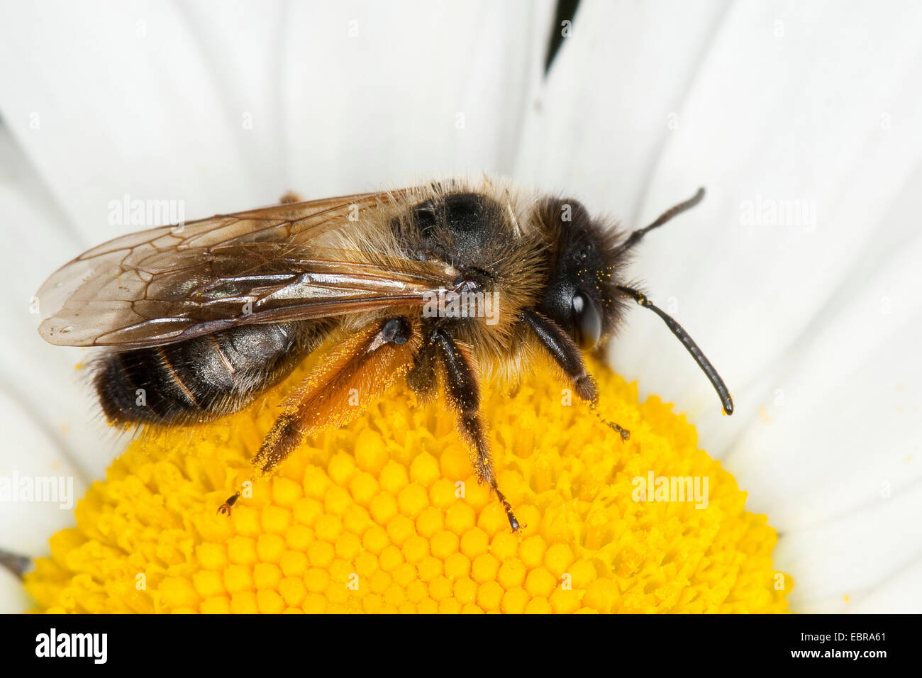Mining bee, Burrowing bee (Andrena cf. nigroaenea), on a daisy, Germany Stock Photo