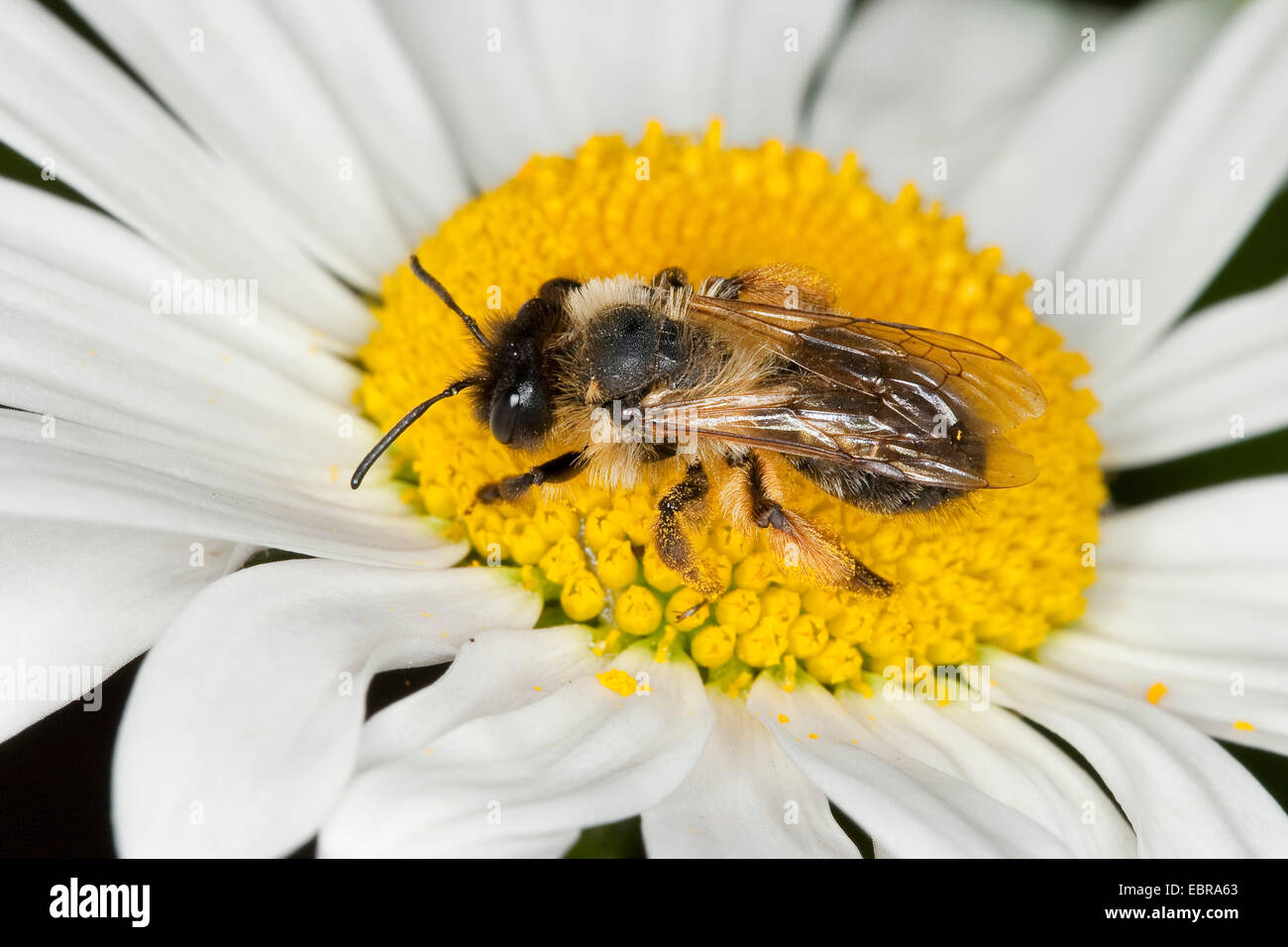 Mining bee, Burrowing bee (Andrena cf. nigroaenea), on a daisy, Germany Stock Photo