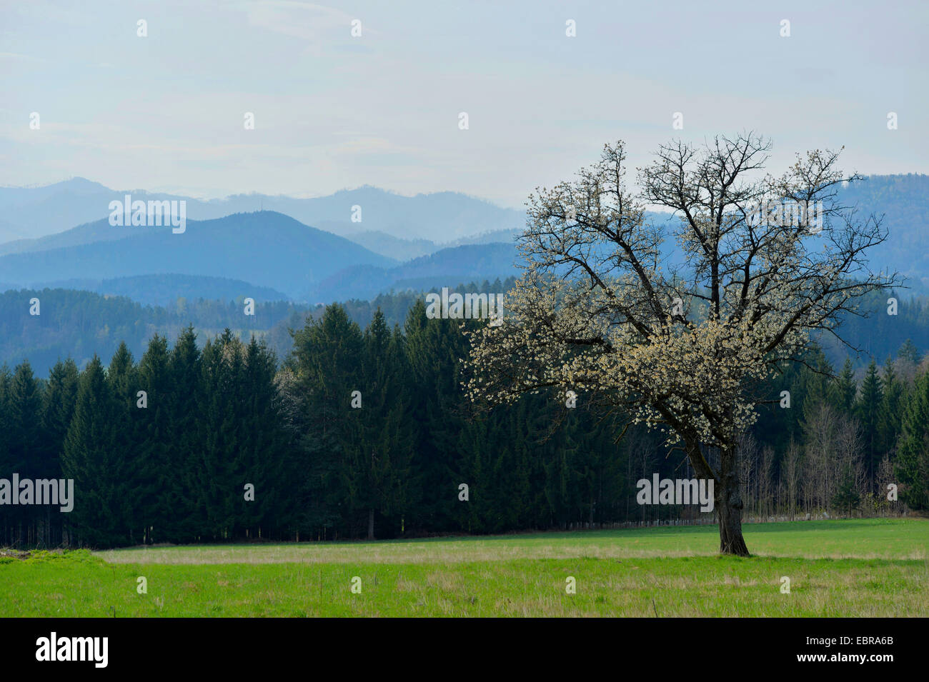 common pear (Pyrus communis), blooming pear tree, Austria, Styria Stock Photo