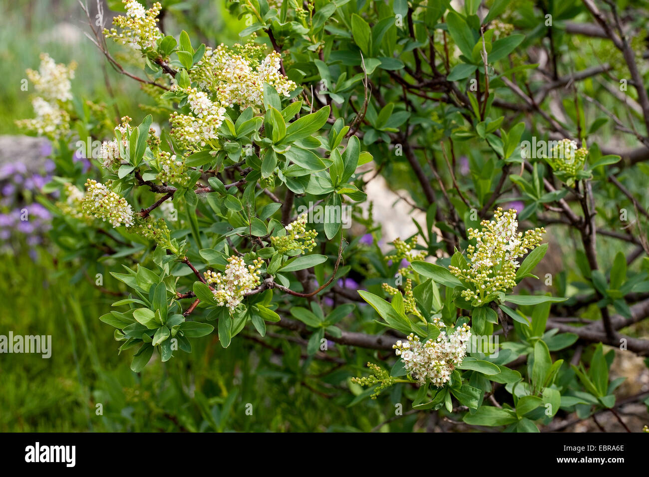 Croatian Sibirea (Sibiraea altaiensis var. croatica, Sibiraea laevigata), blooming Stock Photo