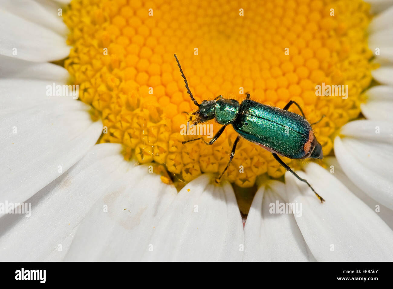malachiid beetle, flower beetle (Cordylepherus viridis, Malachius viridis), on a daisy blossom, Germany Stock Photo