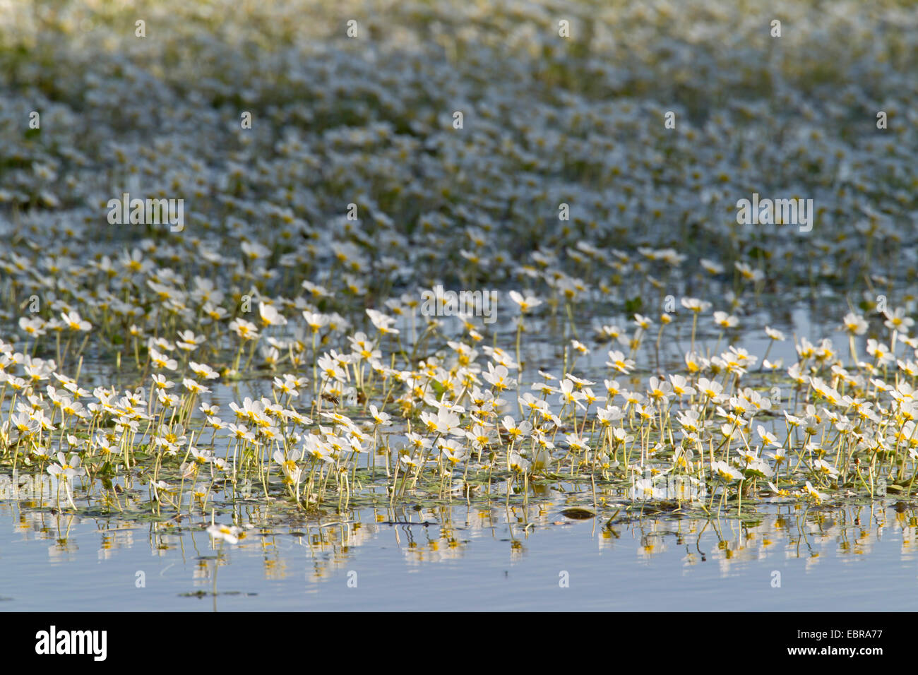 Ranunculus peltatus (Ranunculus peltatus), blooming on a pond, Germany, Saxony Stock Photo