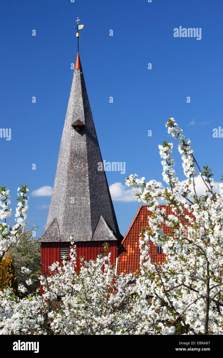 St. Marien Church and blooming fruit trees, Germany, Lower Saxony, Hollern-Twielenfleth Stock Photo