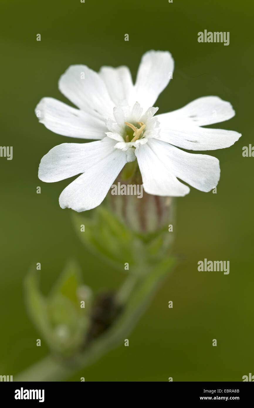 White Campion (Silene latifolia subsp. alba, Silene alba, Silene pratensis, Melandrium album), flower, Germany, Schleswig-Holstein Stock Photo