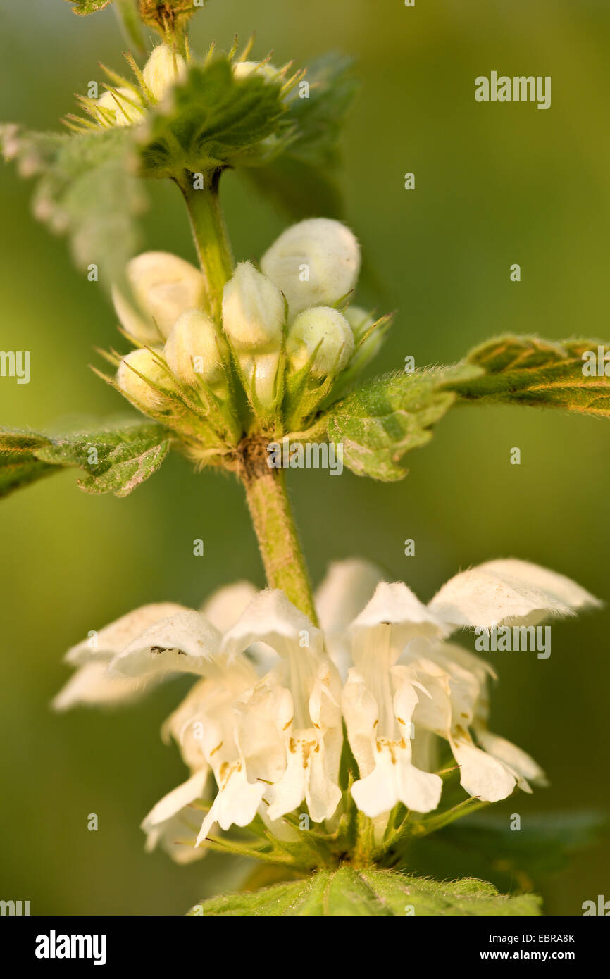 white dead-nettle, white deadnettle (Lamium album), inflorescence, Germany Stock Photo