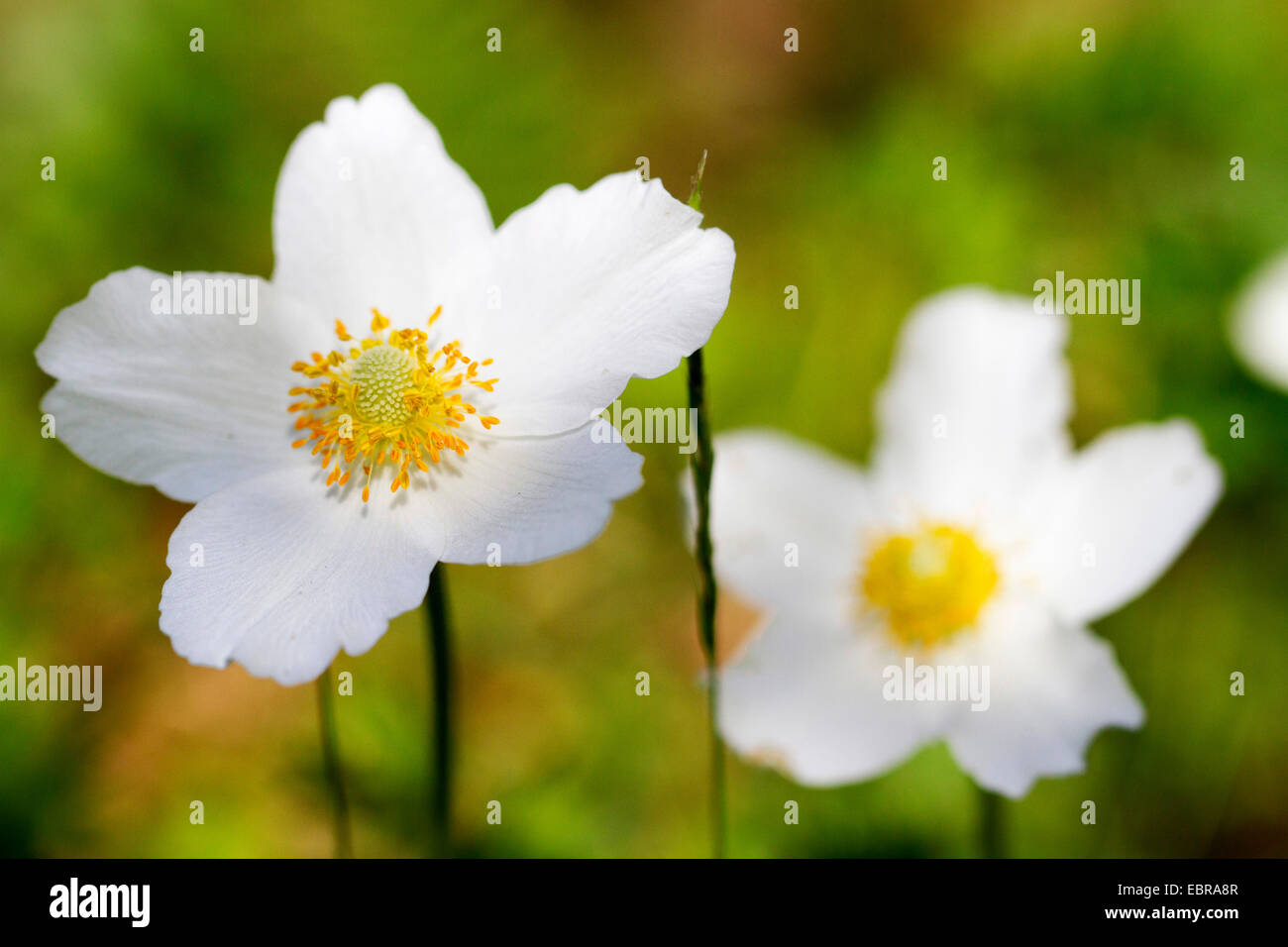 snowdrop anemone, snowdrop windflower (Anemone sylvestris), flowers, Germany, Bavaria, NSG Maeusberg Stock Photo